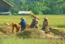 Peningkatan Produksi, Presiden Minta Skema KUR Khusus Petani Diprioritaskan Peningkatan Produksi, Presiden Minta Skema KUR Khusus Petani Diprioritaskan