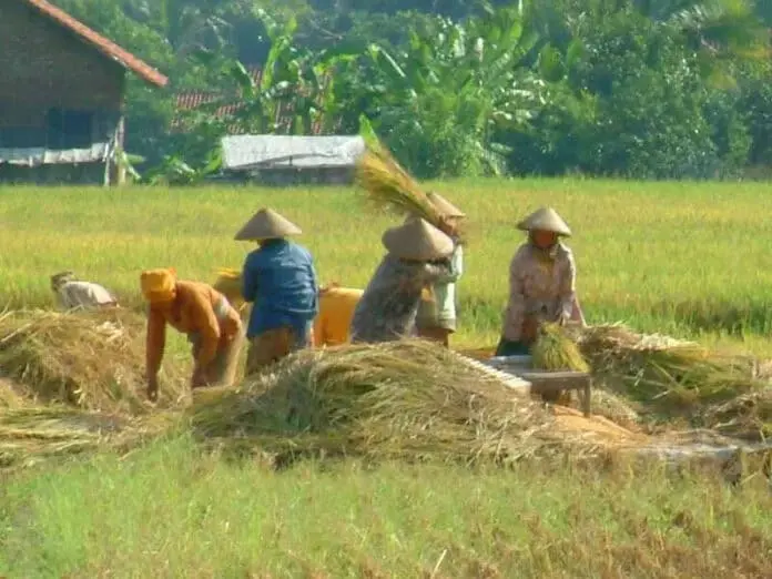 Peningkatan Produksi, Presiden Minta Skema KUR Khusus Petani Diprioritaskan Peningkatan Produksi, Presiden Minta Skema KUR Khusus Petani Diprioritaskan