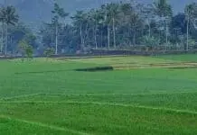 Dinas Pertanian Kota Bekasi, Mencatat Persawahan Menghasilkan 3.325 Ton Beras Dinas Pertanian Kota Bekasi, Mencatat Persawahan Menghasilkan 3.325 Ton Beras