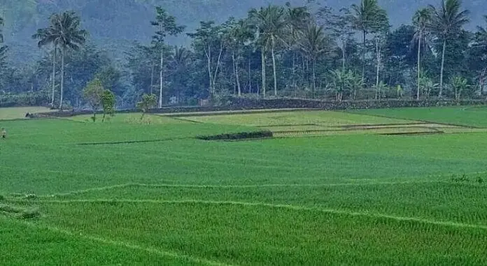 Dinas Pertanian Kota Bekasi, Mencatat Persawahan Menghasilkan 3.325 Ton Beras Dinas Pertanian Kota Bekasi, Mencatat Persawahan Menghasilkan 3.325 Ton Beras