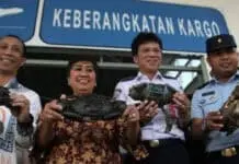 Pengusaha lokal Kota Kendari, Mengekspor Kepiting Bakau Ke Singapura