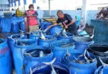KUD Mino Saroyo Teladan Sukses Koperasi Pengelola TPI KUD Mino Saroyo Teladan Sukses Koperasi Pengelola TPI