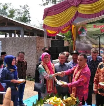 Koperasi Lelang Perdana Anak Sapi Koperasi Lelang Perdana Anak Sapi