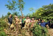 Kemenkop UKM Fasilitasi Kemitraan Petani Jagung Kemenkop UKM Fasilitasi Kemitraan Petani Jagung
