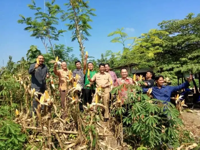 Kemenkop UKM Fasilitasi Kemitraan Petani Jagung Kemenkop UKM Fasilitasi Kemitraan Petani Jagung