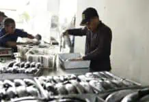 Eksportir Tuna Aceh Sukses Taklukkan Pasar Mancanegara Eksportir Tuna Aceh Sukses Taklukkan Pasar Mancanegara