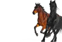 Lirik Lagu Old Town Road – Lil Nas X feat Billy Ray Cyrus Lirik Lagu Old Town Road - Lil Nas X feat Billy Ray Cyrus