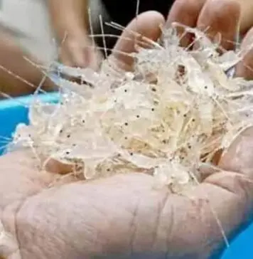 Inilah Komitmen KKP Sidak Pelaku Ekspor Benih Lobster