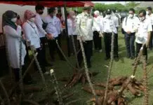 Gubernur Banten: Singkong Bisa Menjadi Makanan Pengganti