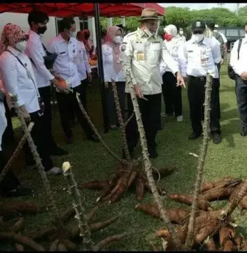 Gubernur Banten: Singkong Bisa Menjadi Makanan Pengganti Gubernur Banten: Singkong Bisa Menjadi Makanan Pengganti