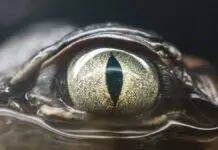 Lirik Lagu Glimpse of Us dan Terjemahan - Joji