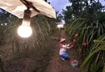 Program Electrifying Agriculture PLN Sukses Dukung Produktivitas 6.167 Petani di 197 Lokasi