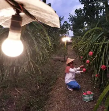 Program Electrifying Agriculture PLN Sukses Dukung Produktivitas 6.167 Petani di 197 Lokasi