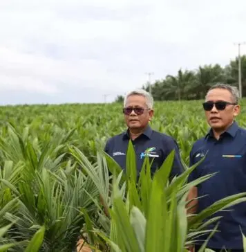 Dukung Swasembada Beras, Holding Perkebunan Nusantara Siap Implementasikan Intercropping Padi Gogo di Lahan Peremajaan Sawit Rakyat Dukung Swasembada Beras, Holding Perkebunan Nusantara Siap Implementasikan Intercropping Padi Gogo di Lahan Peremajaan Sawit Rakyat