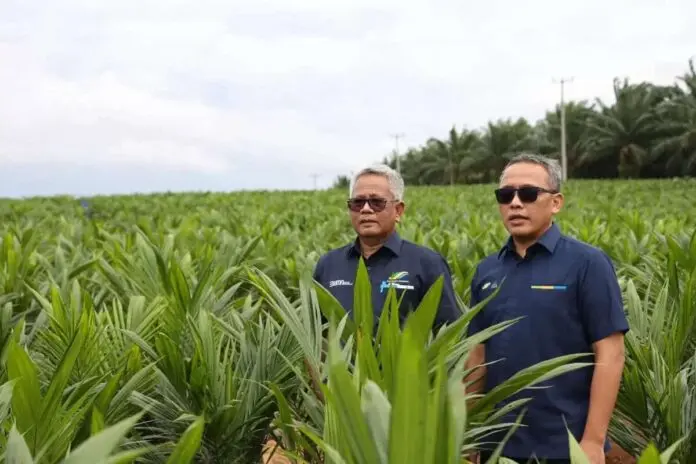 Dukung Swasembada Beras, Holding Perkebunan Nusantara Siap Implementasikan Intercropping Padi Gogo di Lahan Peremajaan Sawit Rakyat Dukung Swasembada Beras, Holding Perkebunan Nusantara Siap Implementasikan Intercropping Padi Gogo di Lahan Peremajaan Sawit Rakyat