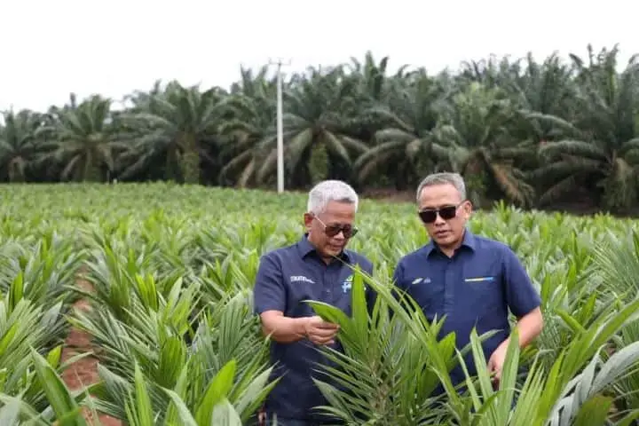 Dukung Swasembada Beras, Holding Perkebunan Nusantara Siap Implementasikan Intercropping Padi Gogo di Lahan Peremajaan Sawit Rakyat Dukung Swasembada Beras, Holding Perkebunan Nusantara Siap Implementasikan Intercropping Padi Gogo di Lahan Peremajaan Sawit Rakyat