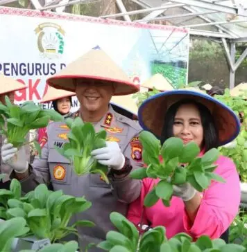 Dukung Ketahanan Pangan, Kapolda Kalteng Bersama Bhayangkari Panen Sayur di Lahan Pekarangan Pangan Lestari Dukung Ketahanan Pangan, Kapolda Kalteng Bersama Bhayangkari Panen Sayur di Lahan Pekarangan Pangan Lestari