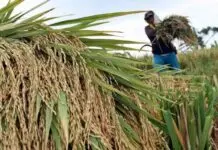 Kementan : Petani Tidak Perlu Demo Dukung Mentan,Fokus Jaga Produksi Pangan