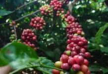 PTPN I (Persero) Perkuat Rantai Pasok Kopi Global